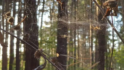 Sun rays shine through the trees, sunset in the forest Stock Footage 114413948
