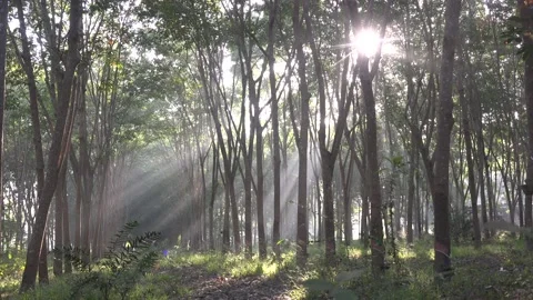 Sun rays shine through trees in early morning. Stock Footage