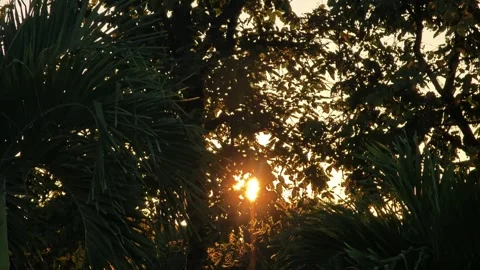 Sun rays shine through trees. Video stock 304433220