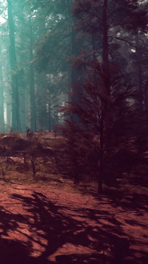 Sun rays shine through trees in a forest during misty morning hours Stock Footage 342183808