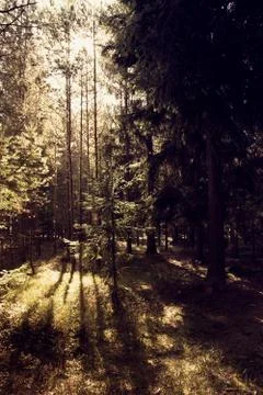 The sun rays shine through the trees in the forest Stock Photos