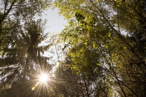 The sun rays shine through the trees in the forest Stock Photos