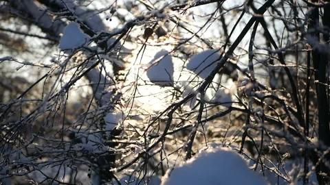 Sun rays shine through winter trees Stock Footage 101177900