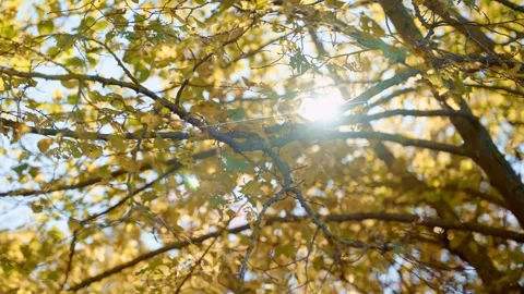 Sun rays shine through yellow and orange tree leaves in autumn or fall cold day Stock Footage 256722280