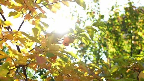 Sun rays shine through the yellow leaves on the persimmon branches Video stock 267092213