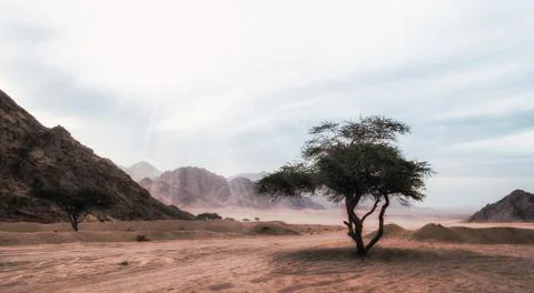 Sun rays shine on a tree in the desert without people in Egypt Stock Photos
