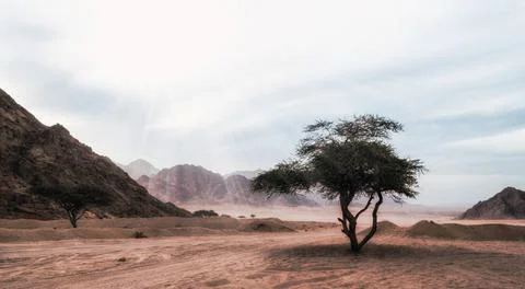 Sun rays shine on a tree in the desert without people in Egypt sun rays sh... Фото