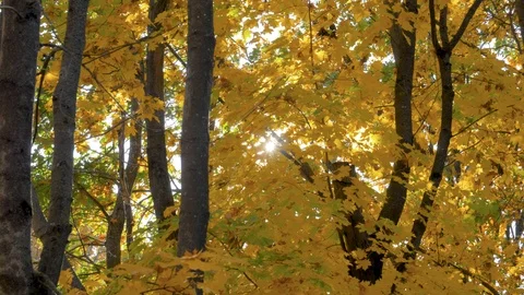 Sun Rays Shines Through The Leaves Of Bright Yellow Color Golden Autumn Stock Footage 114617193