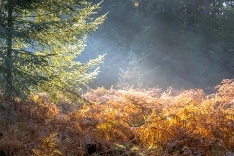 Sun rays shining in autumn forest Stock Photos