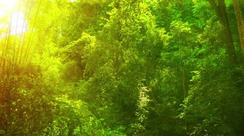 Sun Rays Shining Down on the Jungle Floor Stock Footage 48337970