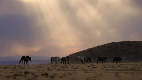 Sun rays shining down through the clouds as wild horses move Stock Footage 345476574