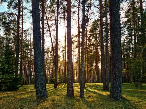 Sun rays shining in forest. Silhouettes of trees and shadows. Sunset among ta Foto stock