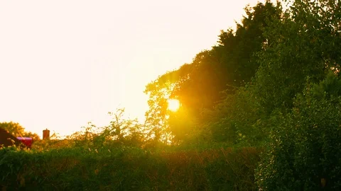 Sun Rays Shining in Garden 5 Stock Footage 112271059