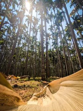 Sun Rays Shining Over Areca Trees Landscape – Serene Nature Stock Photo Stock Photos