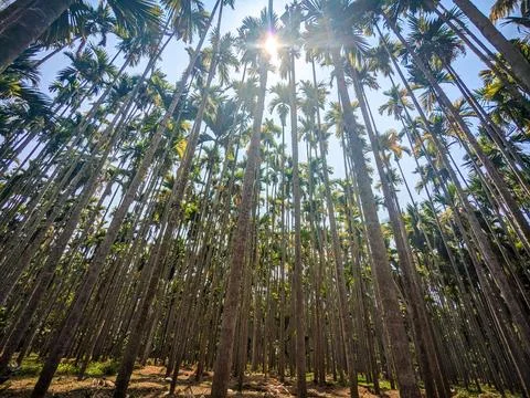 Sun Rays Shining Over Areca Trees Landscape – Serene Nature Stock Photo Stock Photos