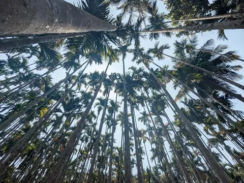 Sun Rays Shining Over Areca Trees Landscape – Serene Nature Stock Photo Stock Photos