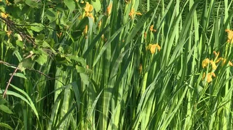 Sun rays shining on shoreline cattails Stock Footage 18011624