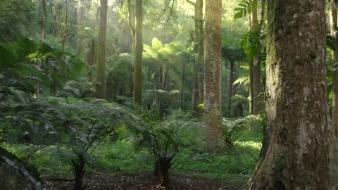 Sun rays shining though the green tree branches in the jungle. Magical Stock Footage 245472125