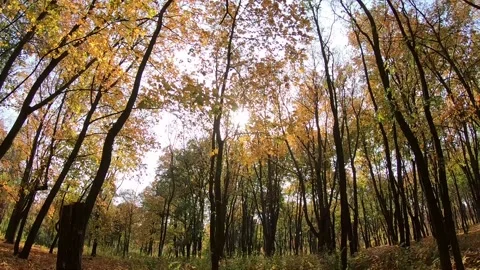 Sun rays shining through the autumn leaves. Stock Footage 141135623