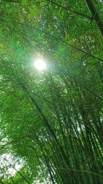 Sun Rays Shining Through Bamboo Leaves Stock Photos