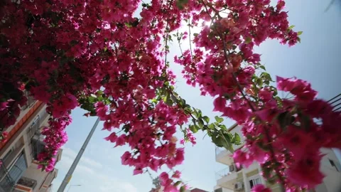 Sun rays shining through the blooming pink flowers on the street of Antalya Stock Footage 221165892