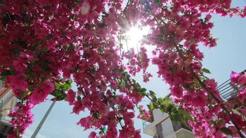 Sun rays shining through the blooming pink flowers on the street of Antalya Stock Footage 221165931