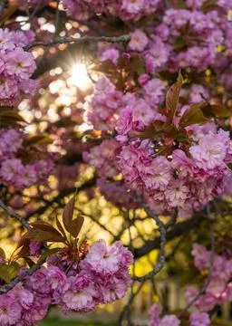 Sun rays shining through blooming pink cherry blossoms. Spring floral backgro Stock Photos