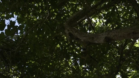 Sun rays shining through branches of trees Stock Footage 74906657