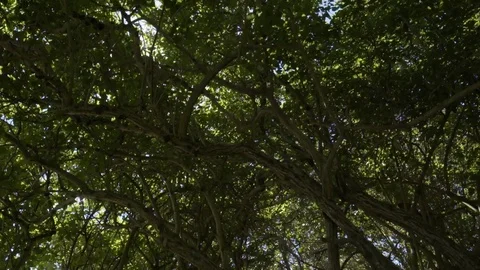 Sun rays shining through branches of trees Stock Footage 74907654