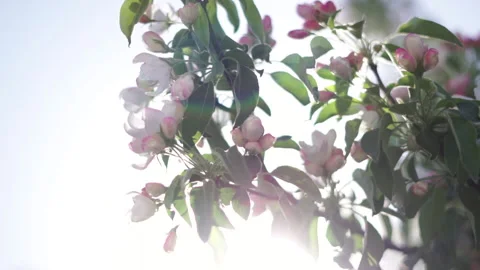 The sun rays shining through the branches of trees with small white flowers Stock Footage 195819198