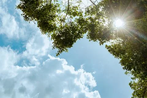 Sun Rays shining through branches of the green tree and blue sky background,  Foto stock