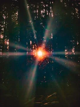 Sun rays shining through dark forest trees at sunrise, Poland, September 2025 Foto stock
