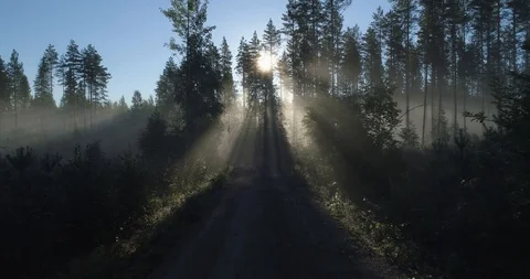 Sun Rays Shining Through Fog and Trees In Middle of a Atmospheric Forest Road Stock Footage 85699230