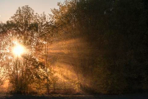 Sun rays shining through fog and trees Stock Photos