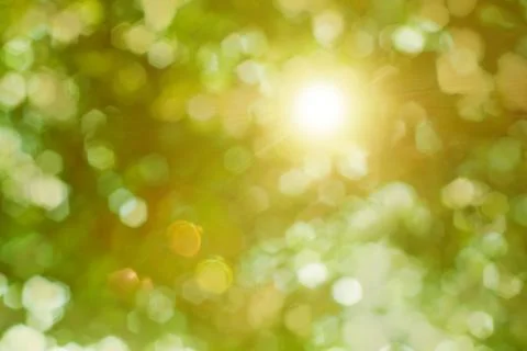 Sun rays shining through the foliage Foto stock