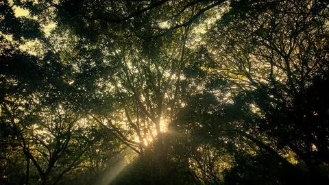 Sun Rays Shining Through Forest Trees Stock Photos