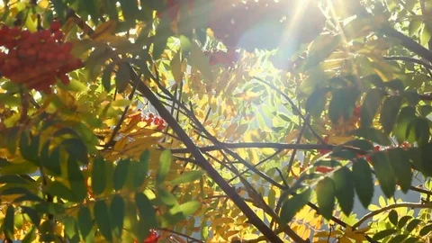 Sun rays shining through green and yellow rowanberry tree branches and foliage Stock Footage 116717017
