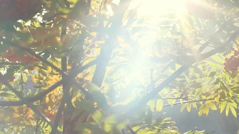 Sun rays shining through green and yellow rowanberry tree branches and foliage Stock Footage 116717052