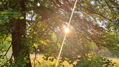 Sun Rays Shining Through Green Forest Tree Canopy Stock Footage 341334385