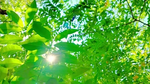 Sun Rays Shining Through Green Leaves in Forest Stock Footage 342028861