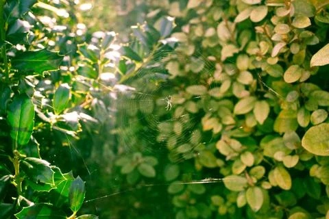 Sun Rays Shining Through Green Bush Leaves Forest Plants Stock Photos