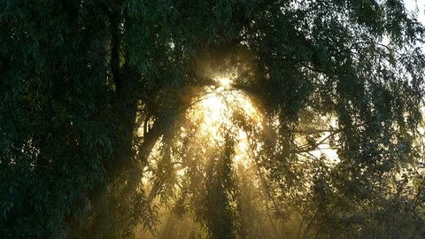Sun rays shining through the leaves and branches. Foggy morning. Vidéo 80080931