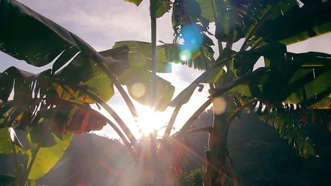 Sun Rays Shining Through the Leaves of a Palm Vídeo Stock 105380321