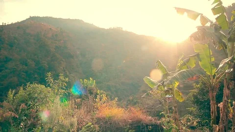 Sun Rays Shining Through the Leaves of a Palm Vídeo Stock 105380392