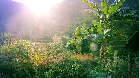 Sun Rays Shining Through the Leaves of a Palm Vídeo Stock 107333081