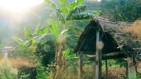 Sun Rays Shining Through the Leaves of a Palm Vídeo Stock 107333309