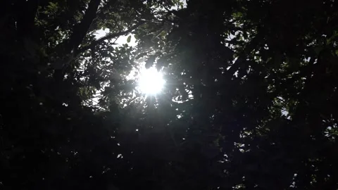 The Sun rays shining through the leaves of the trees in the forest Stock Footage 255007916