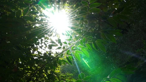 Sun Rays Shining Through Leaves Stock Footage 313347487