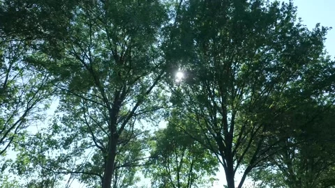 Sun rays shining through lush green forest trees in slow motion Stock Footage 320813341