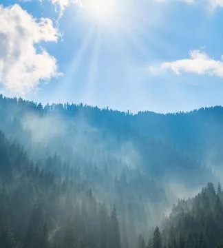 Sun rays shining through mist over a fir forest in Artvin Fotos de archivo